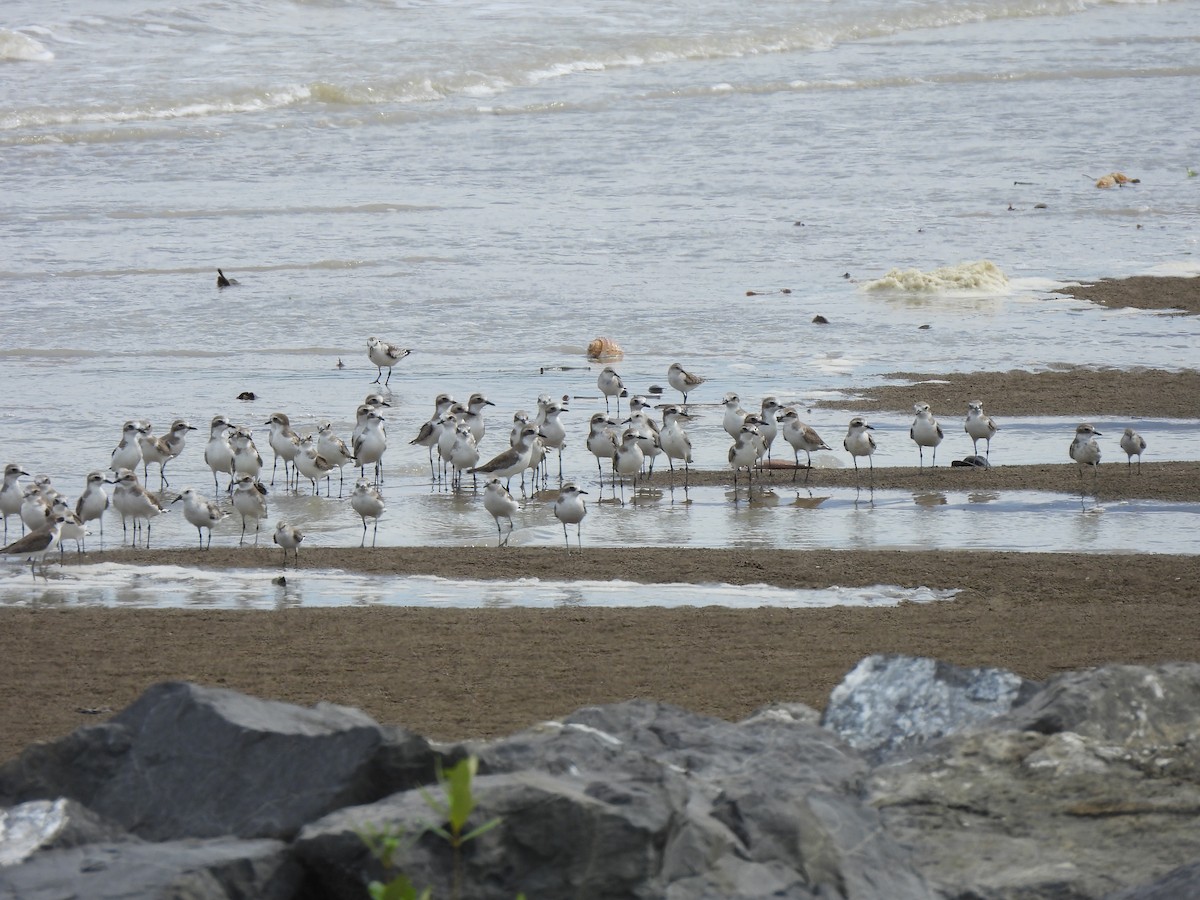Broad-billed Sandpiper - ML646389982