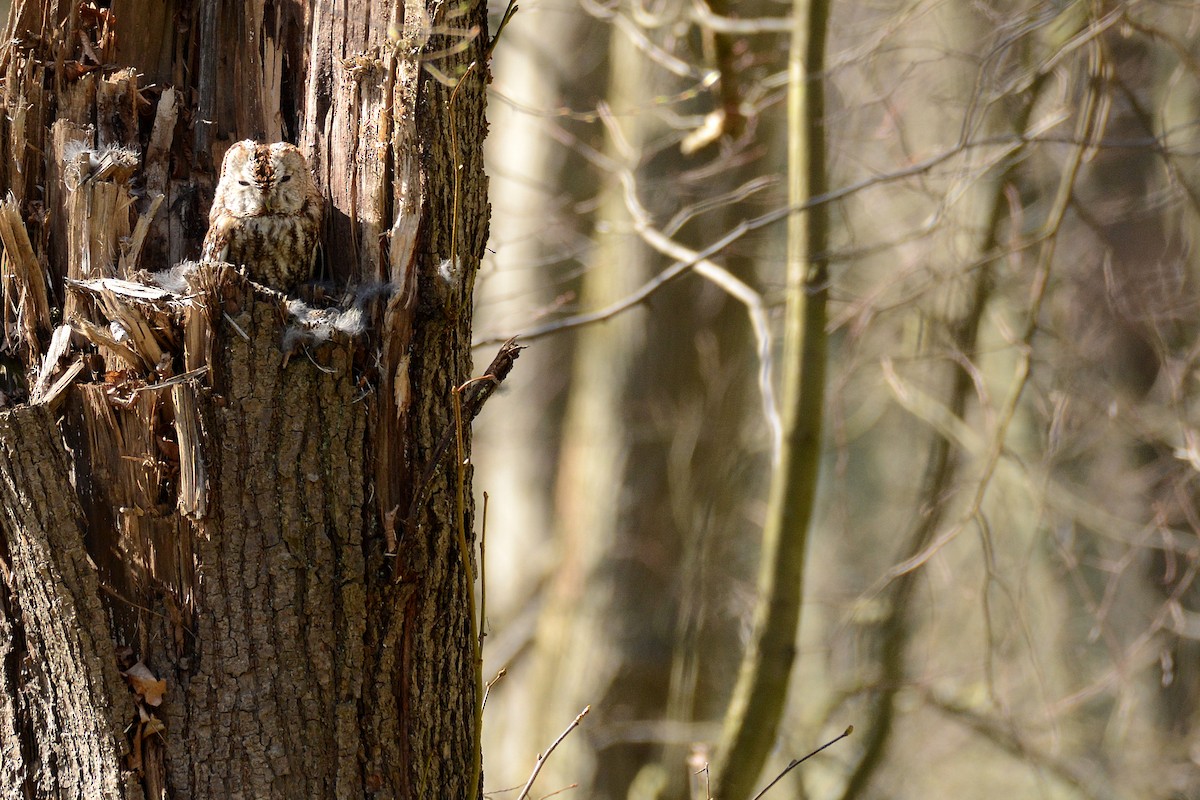 Tawny Owl - ML646389989
