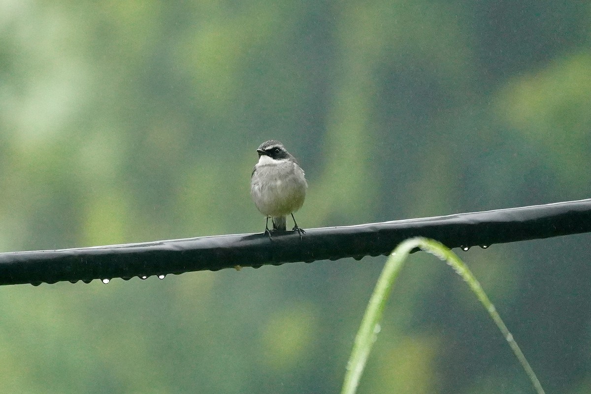 Gray Bushchat - ML646389990