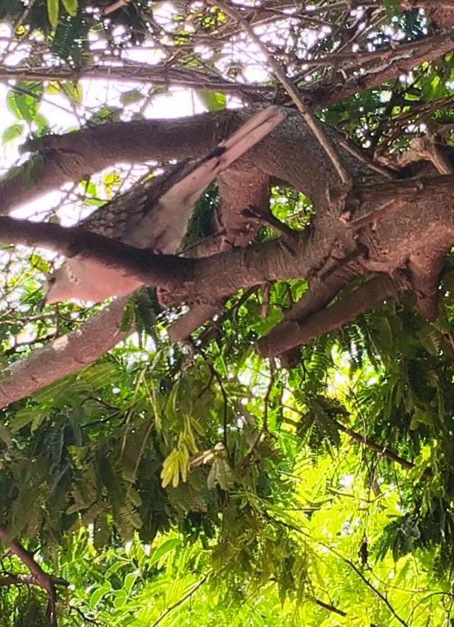 Spotted Dove - ML646389991