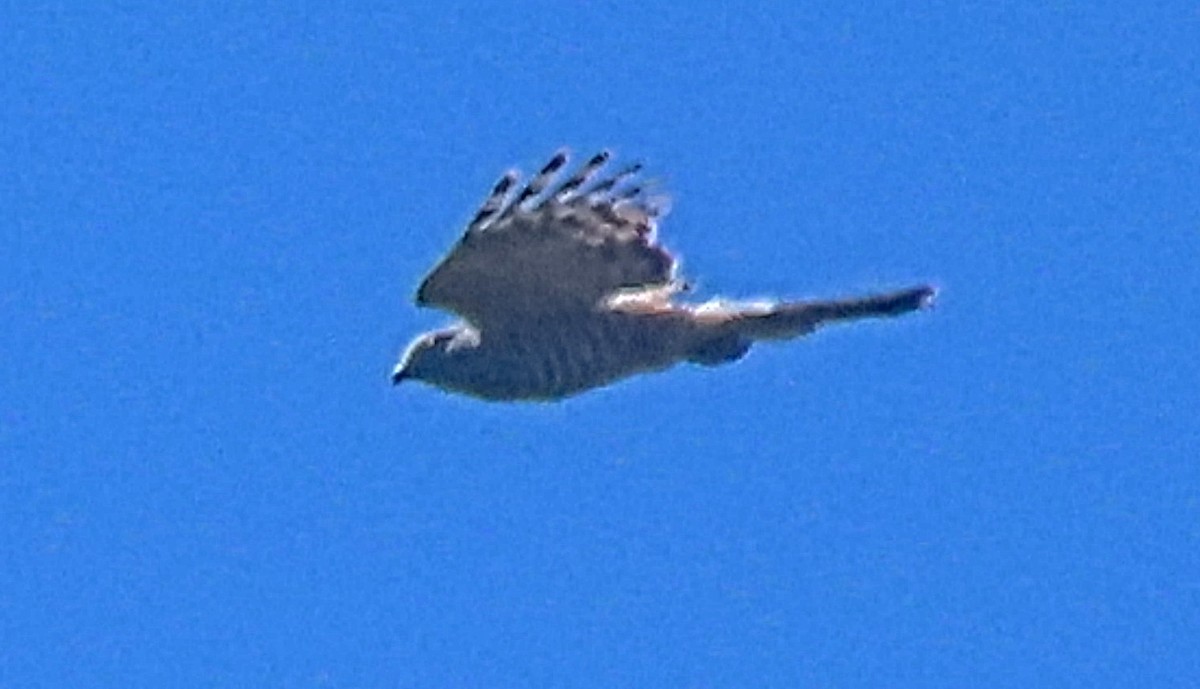 Pacific Baza - ML646389992