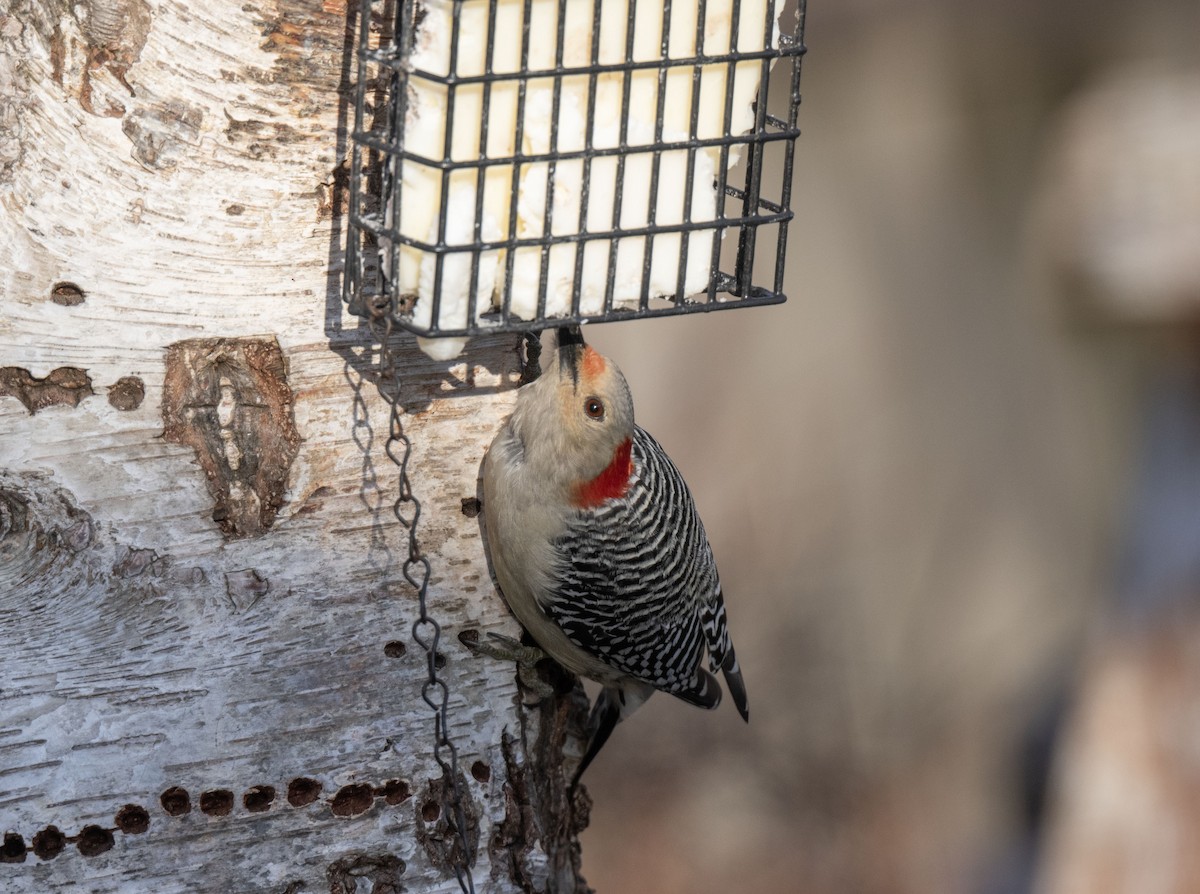 Red-bellied Woodpecker - ML646389995