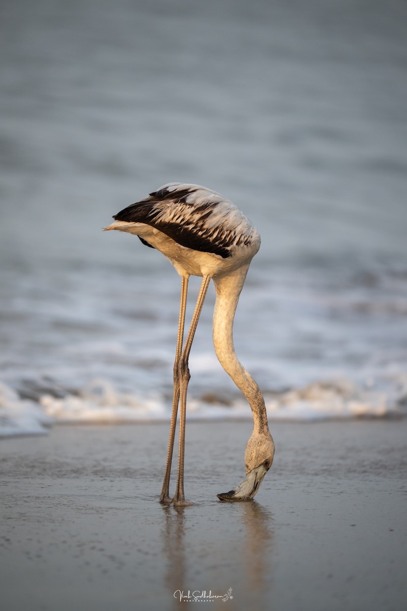 Fenicottero - ML646389996