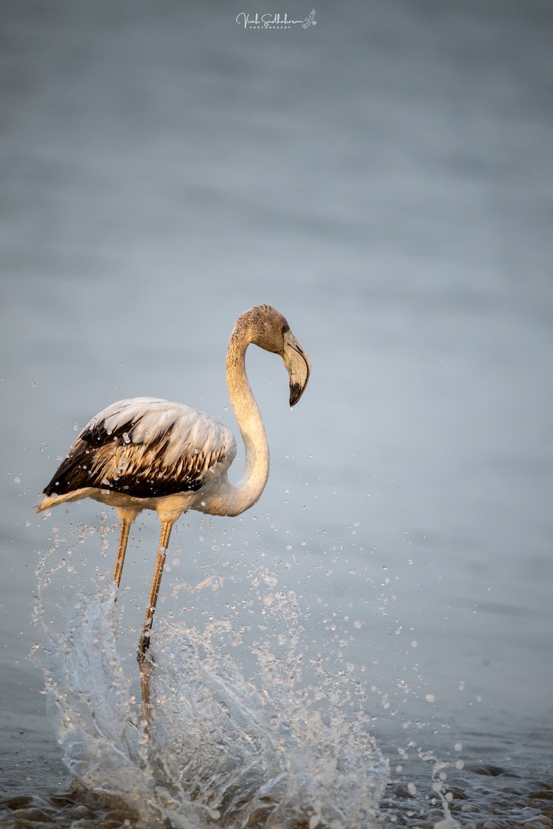 Fenicottero - ML646389997