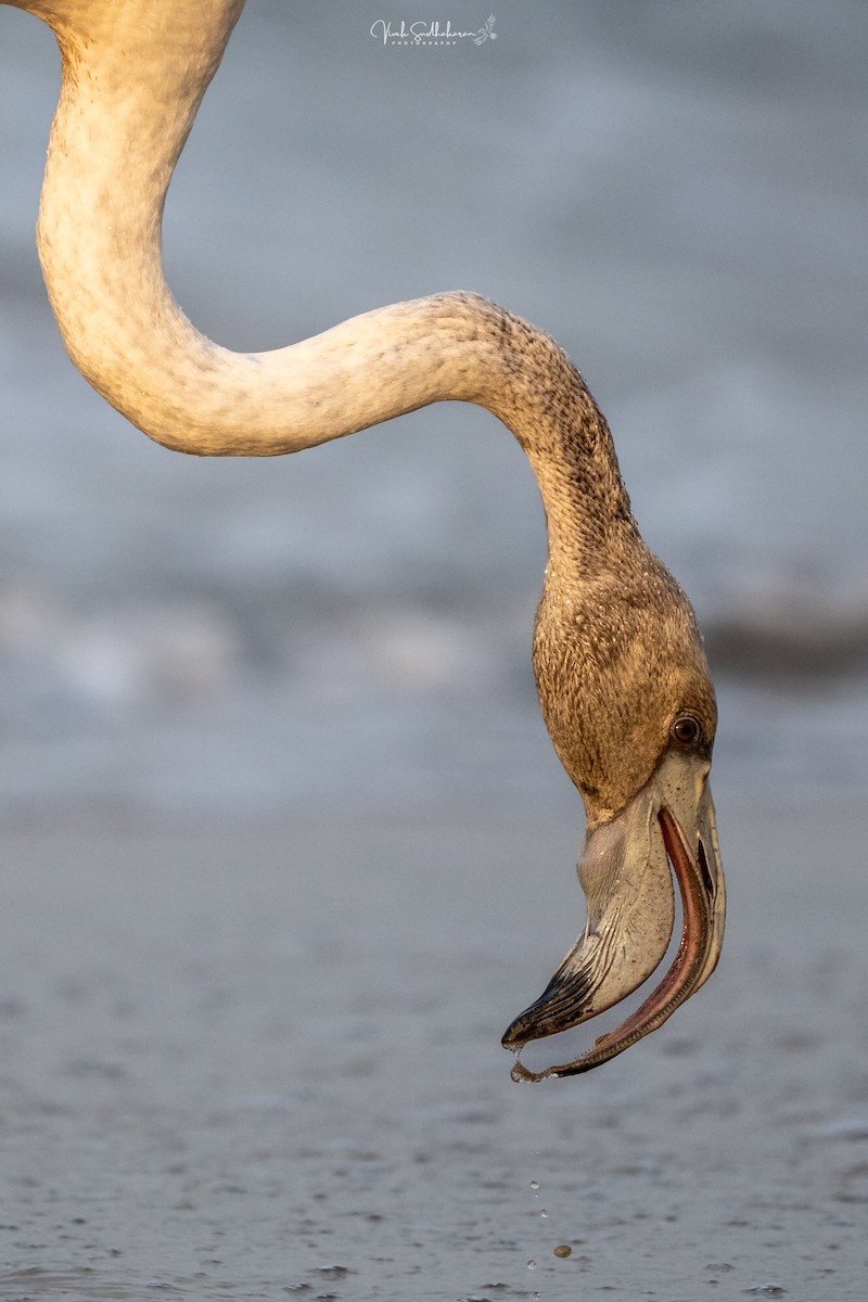 Fenicottero - ML646389998