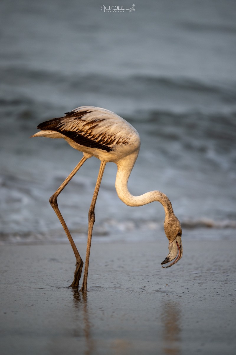 Fenicottero - ML646389999