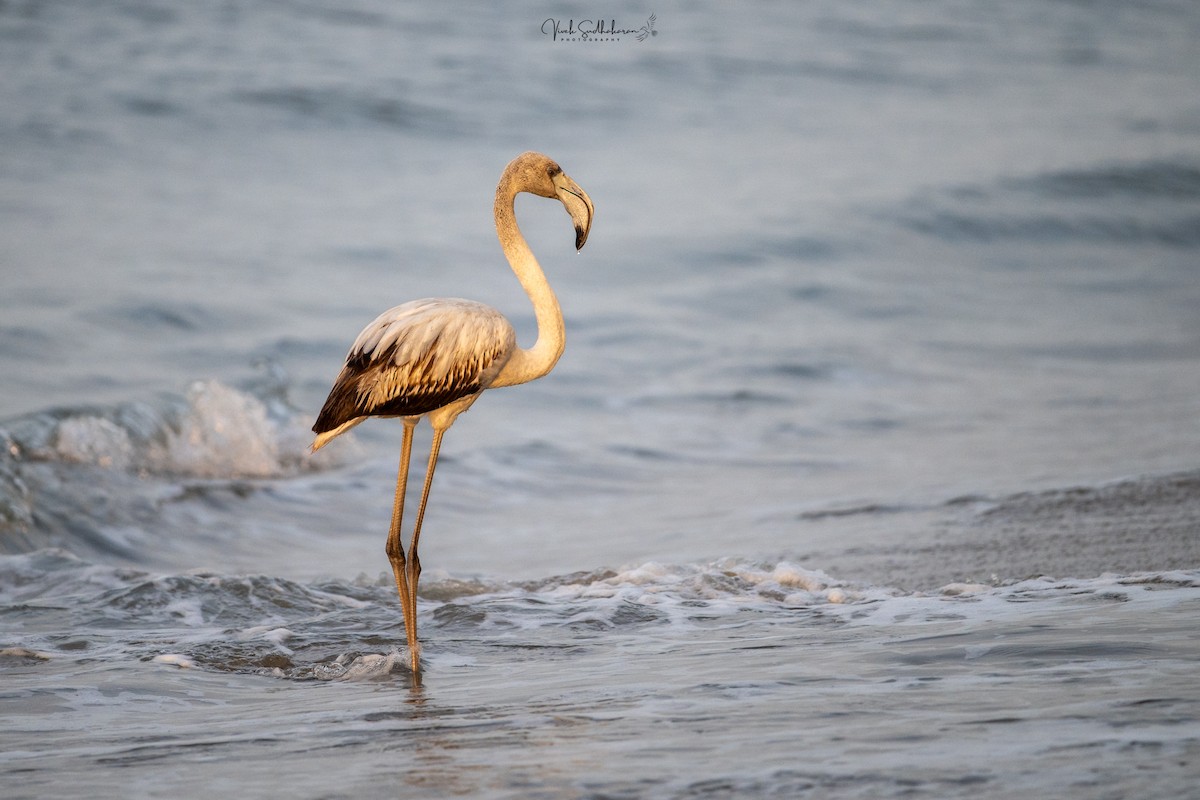 Fenicottero - ML646390000