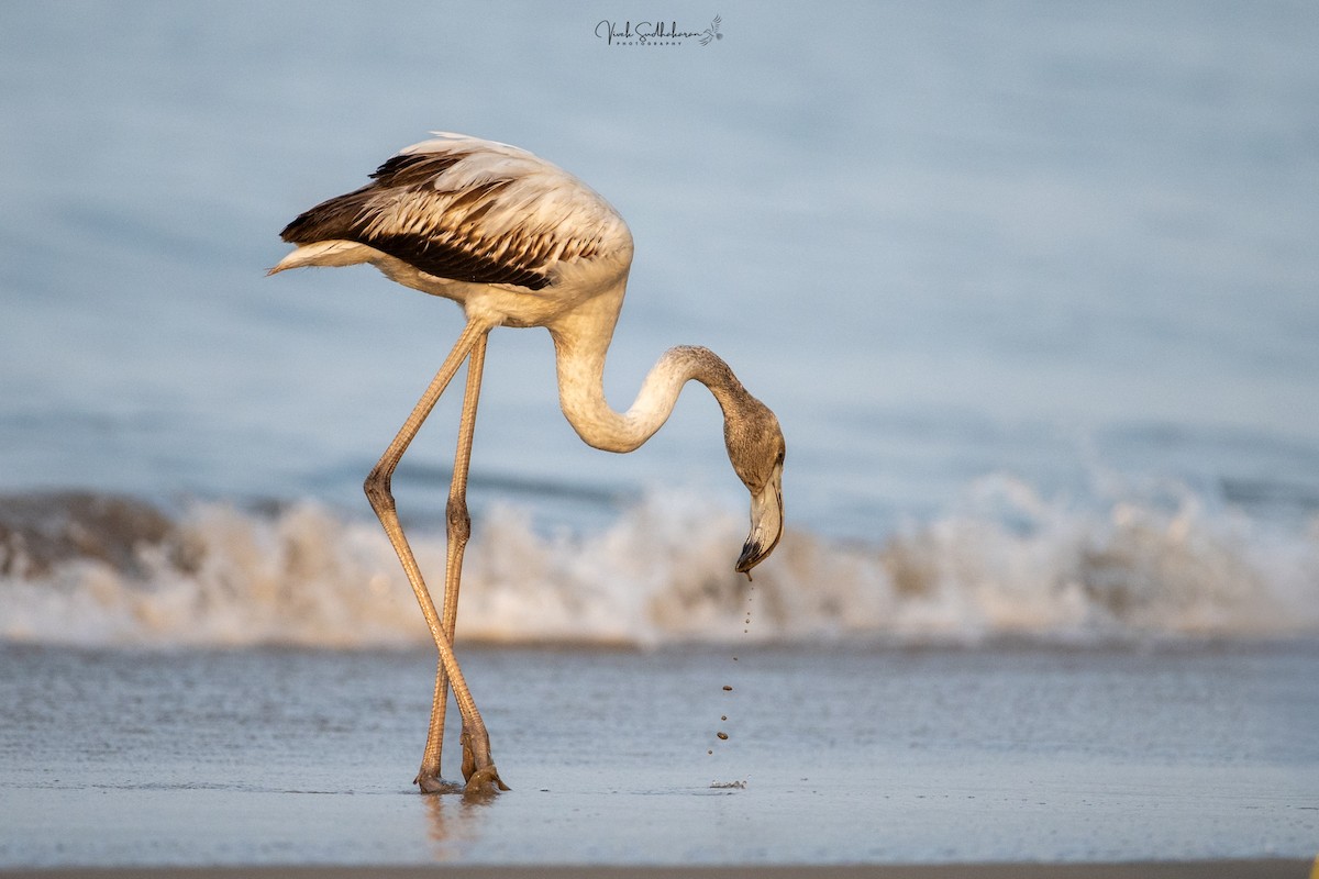 Fenicottero - ML646390001