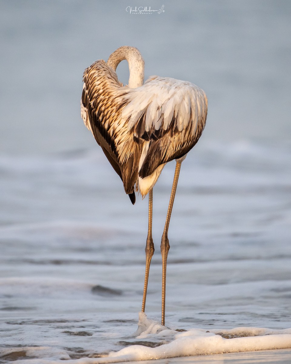 Fenicottero - ML646390002