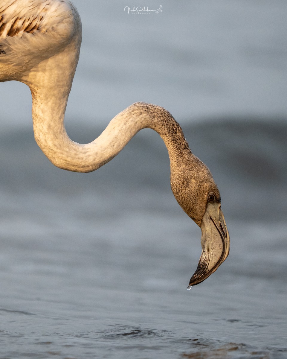 Fenicottero - ML646390003