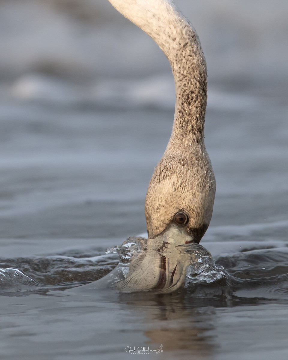 Fenicottero - ML646390004
