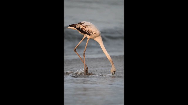 Fenicottero - ML646390005