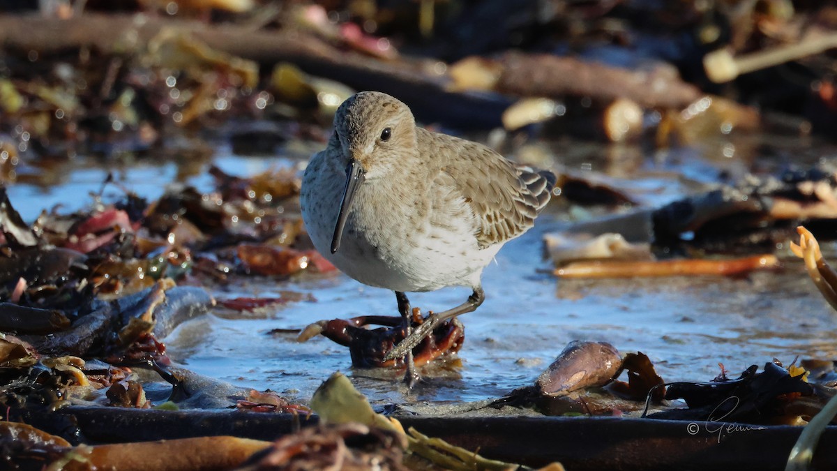 Dunlin - ML646390006