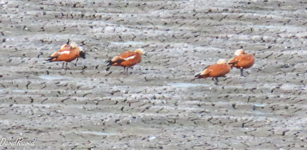 Ruddy Shelduck - ML646390008