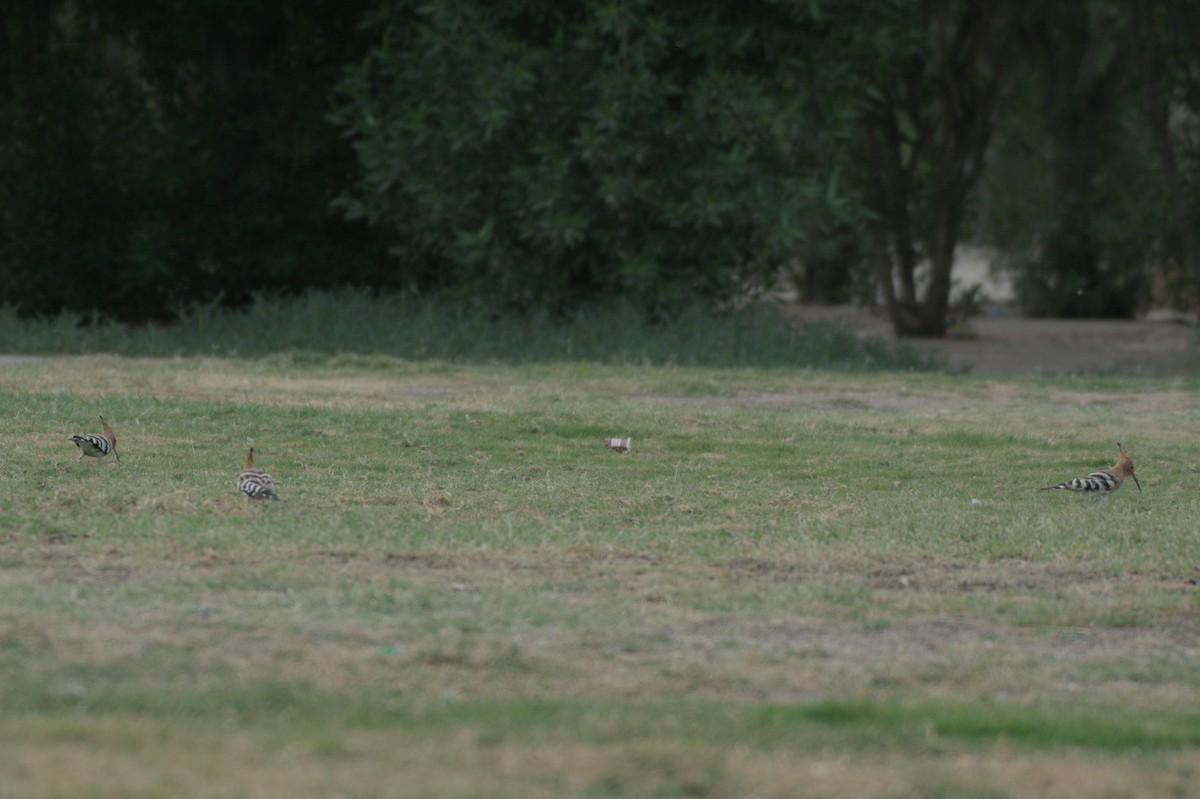 Common Hoopoe - ML646390009