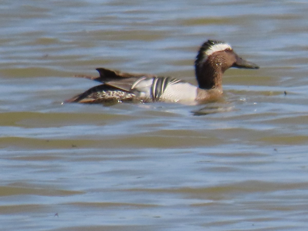 Garganey - ML646390010