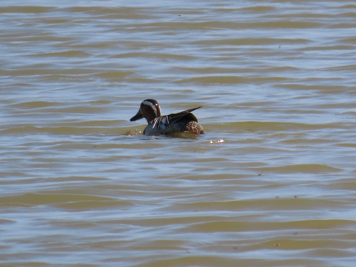 Garganey - ML646390011