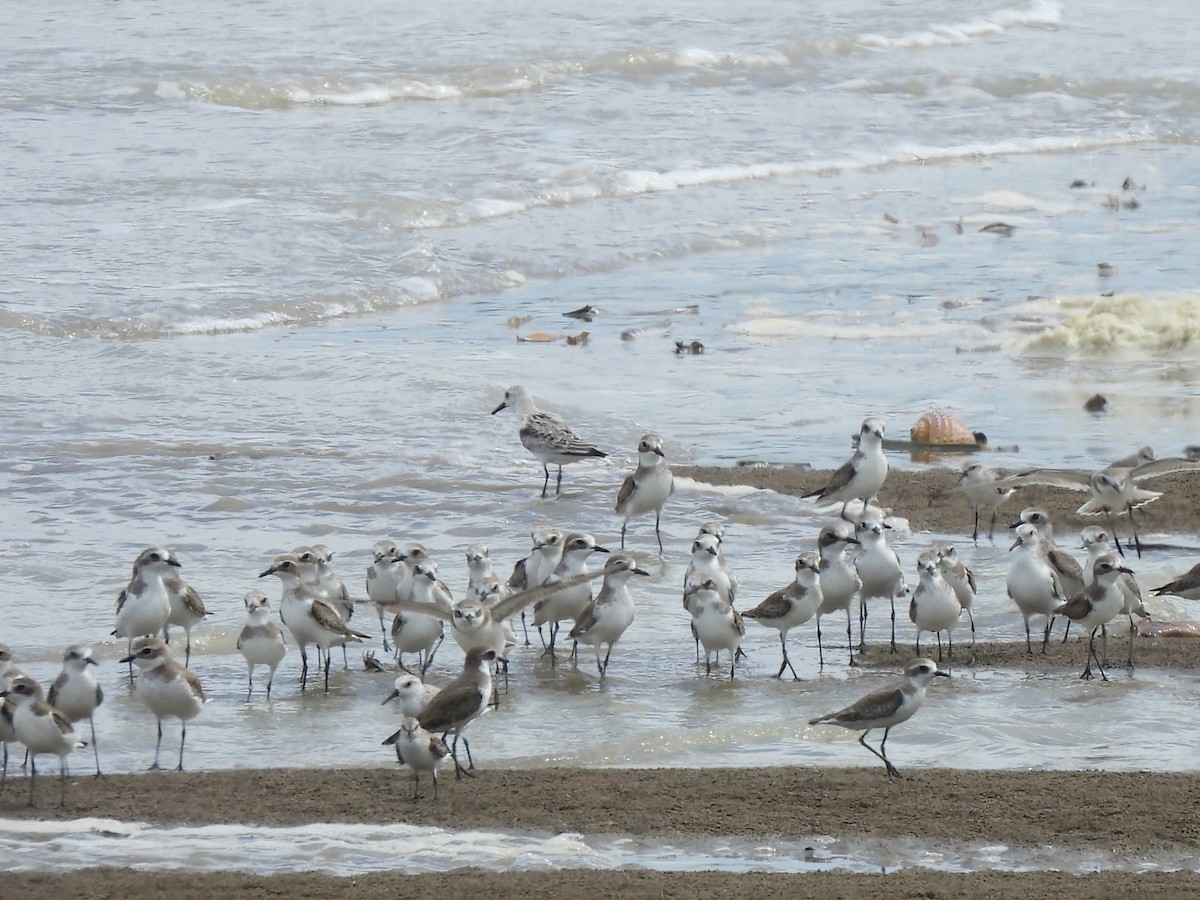 Sanderling - ML646390012