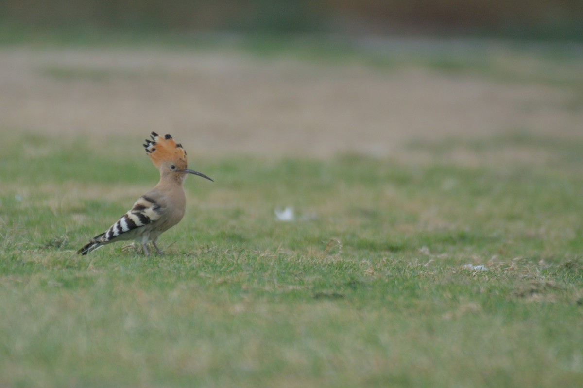 Common Hoopoe - ML646390013