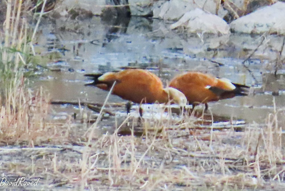 Ruddy Shelduck - ML646390014