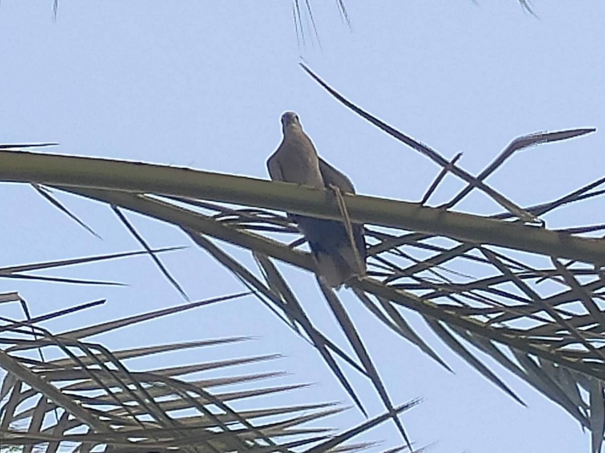 Eurasian Collared-Dove - ML646390015