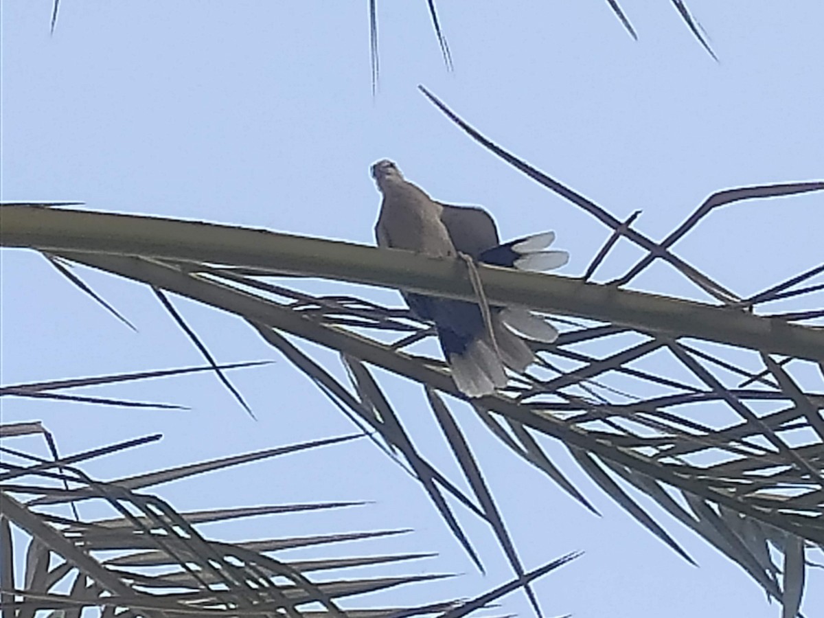 Eurasian Collared-Dove - ML646390016