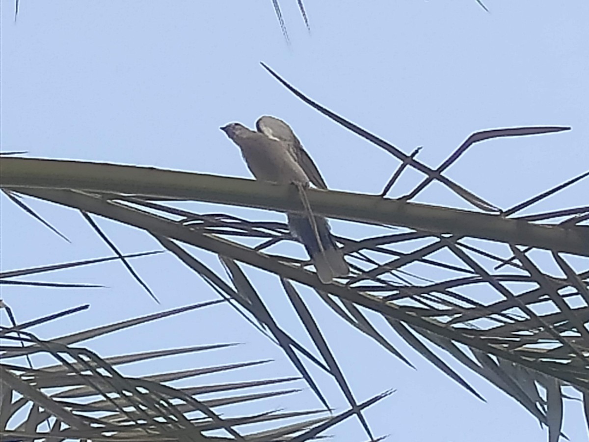 Eurasian Collared-Dove - ML646390017