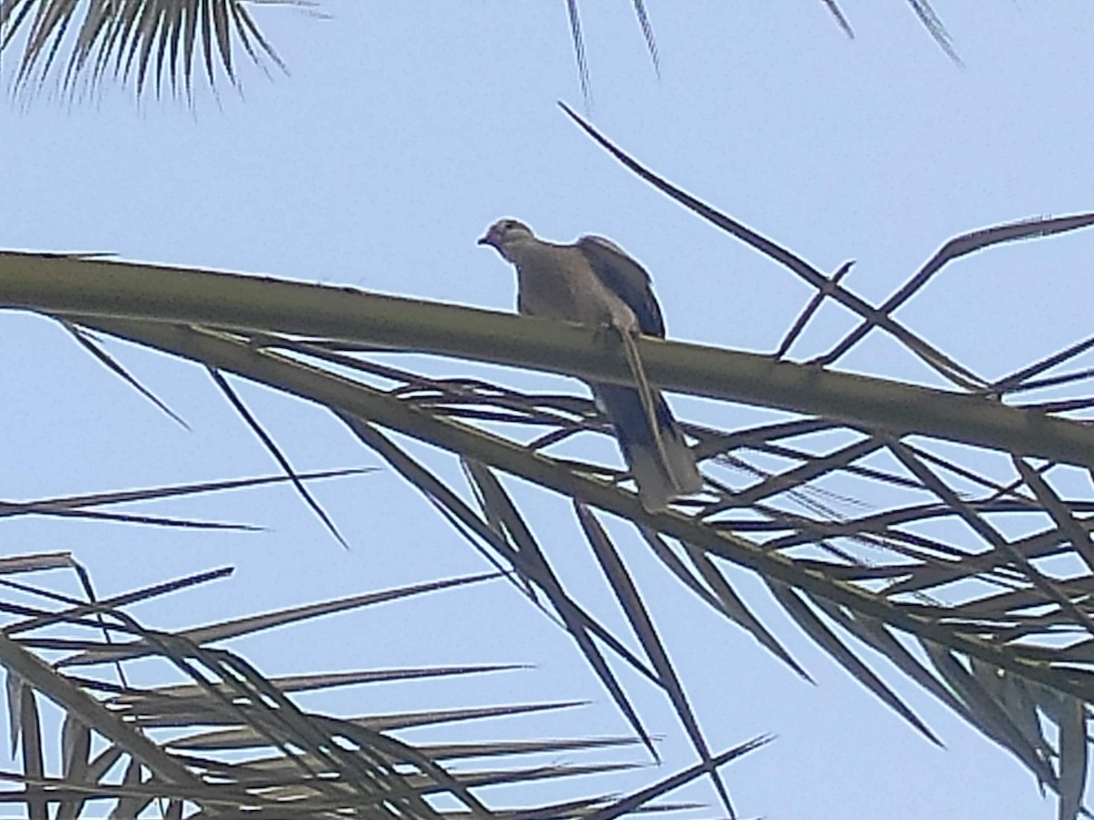 Eurasian Collared-Dove - ML646390018