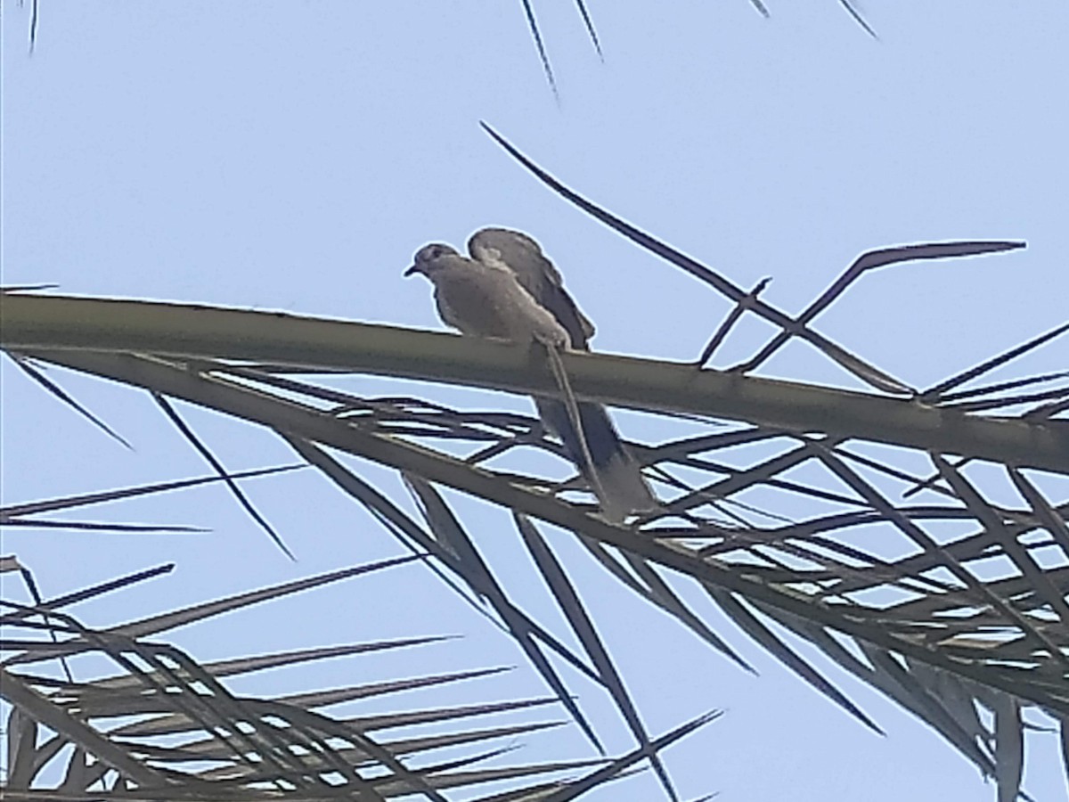 Eurasian Collared-Dove - ML646390019