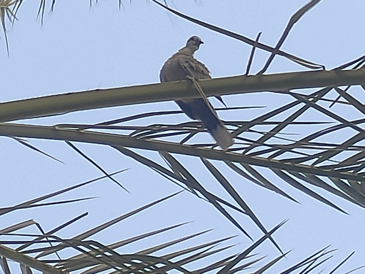 Eurasian Collared-Dove - ML646390020