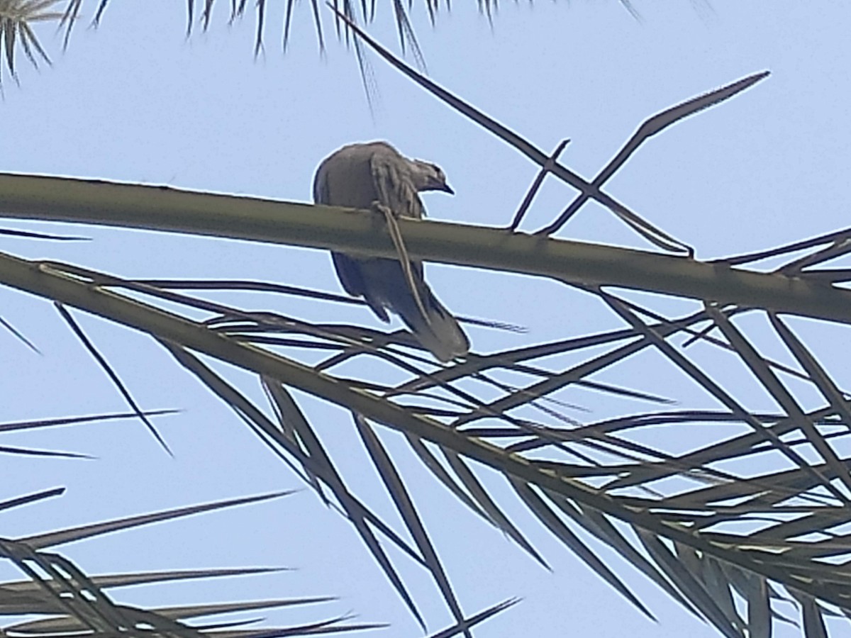 Eurasian Collared-Dove - ML646390022