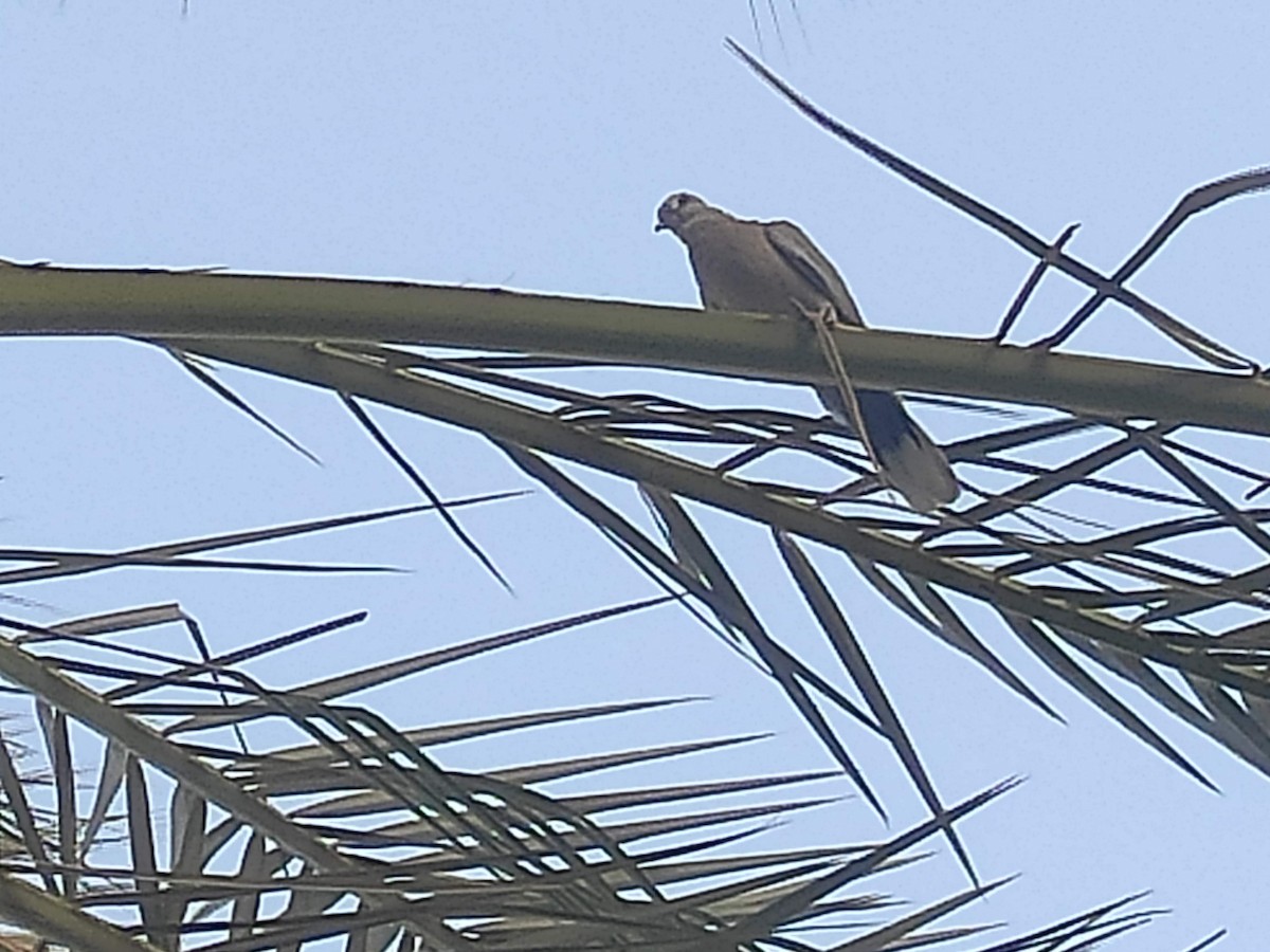 Eurasian Collared-Dove - ML646390023