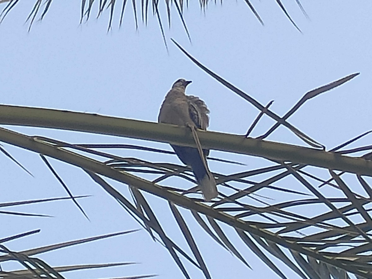Eurasian Collared-Dove - ML646390024