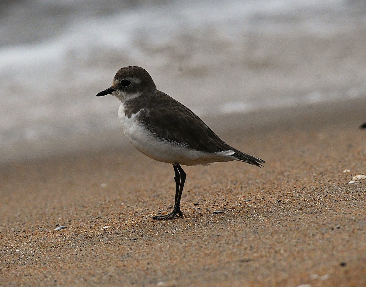 Tibetan Sand-Plover - ML646390025
