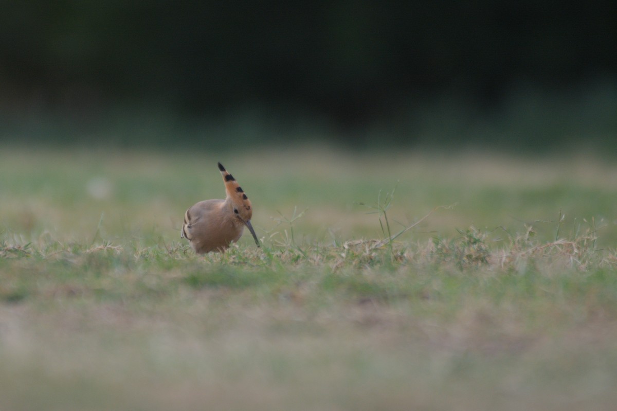 Common Hoopoe - ML646390027