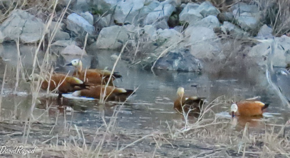Ruddy Shelduck - ML646390028