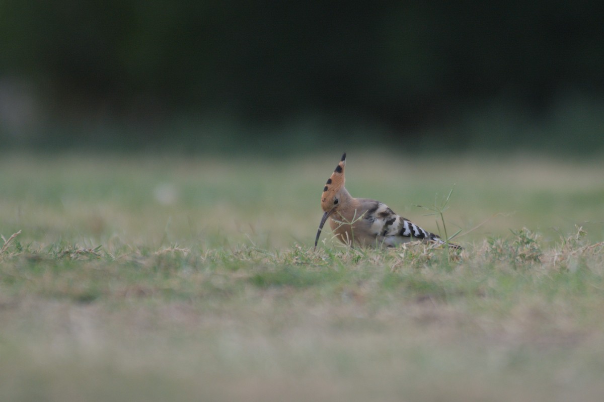 Common Hoopoe - ML646390029