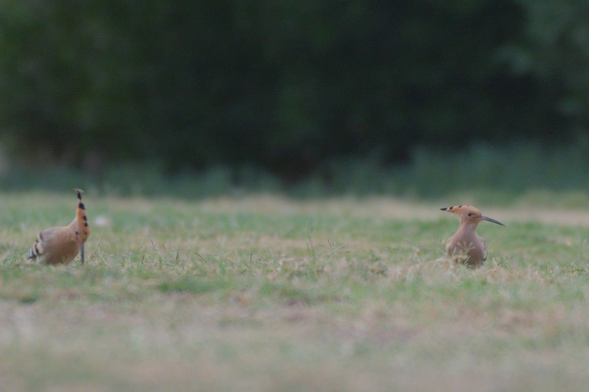 Common Hoopoe - ML646390030