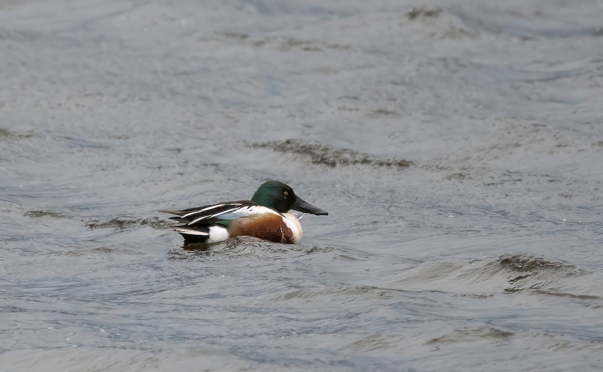 Northern Shoveler - ML646390031