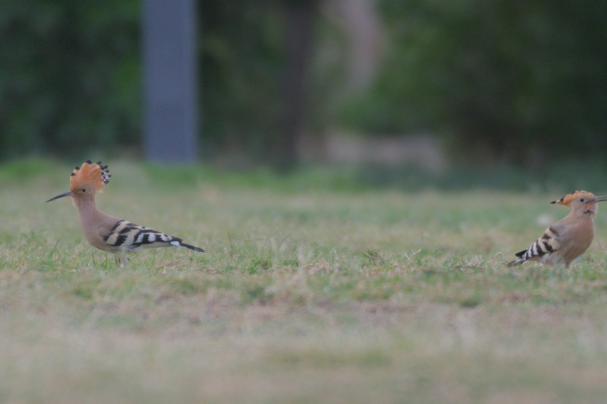 Common Hoopoe - ML646390032