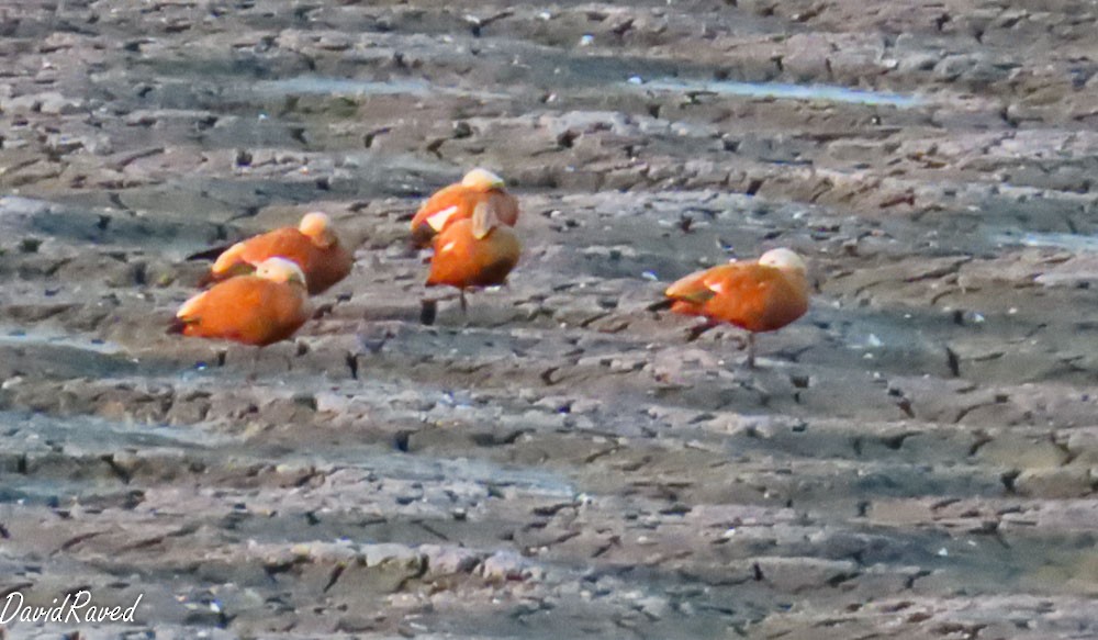 Ruddy Shelduck - ML646390033