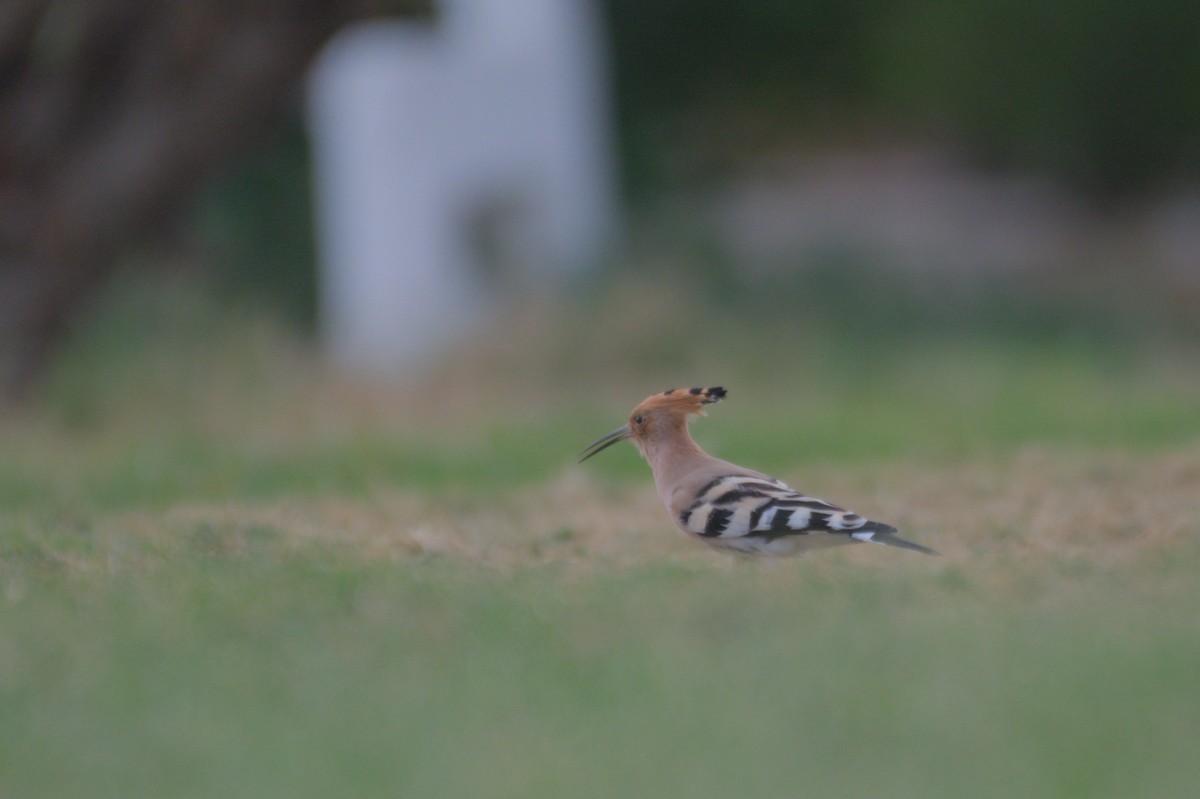 Common Hoopoe - ML646390034