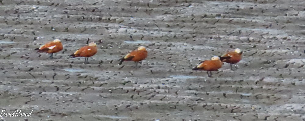 Ruddy Shelduck - ML646390036
