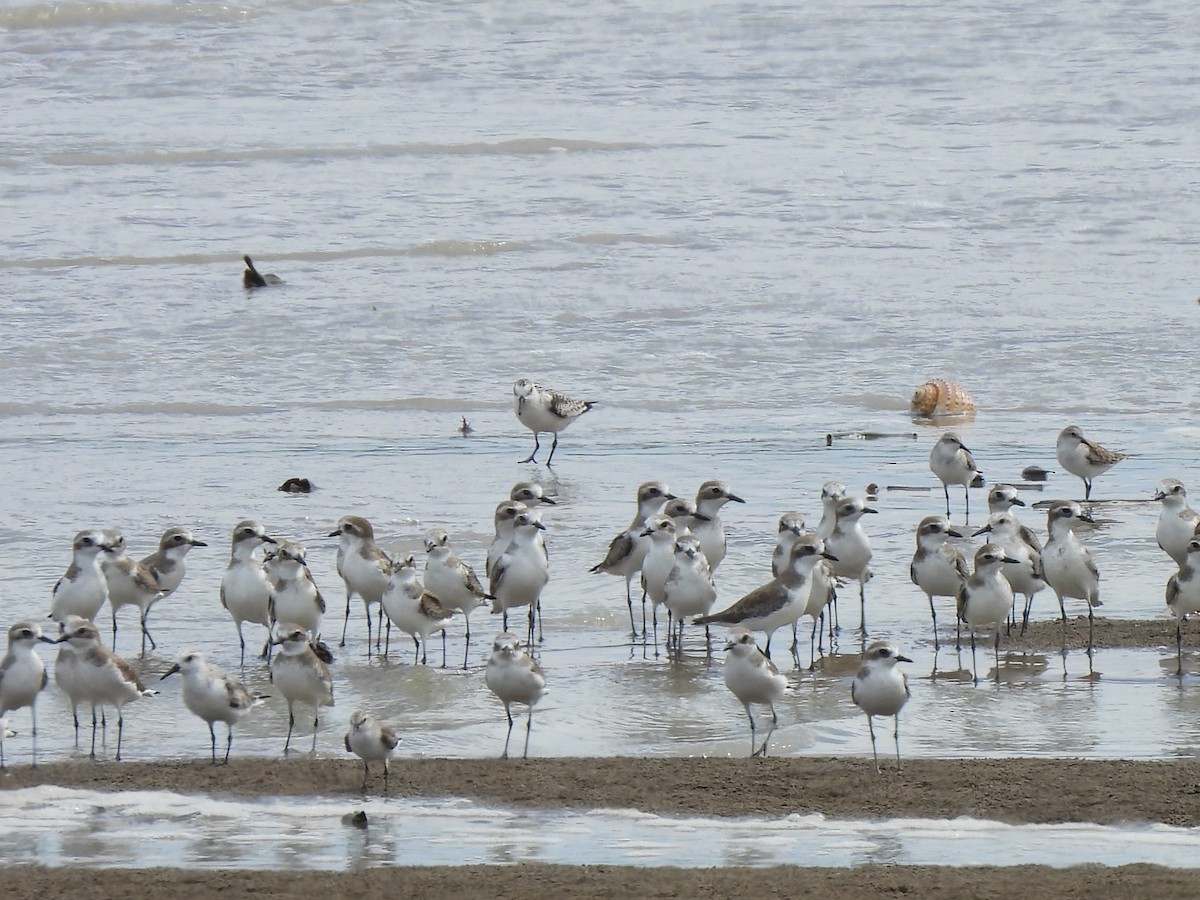 Sanderling - ML646390041