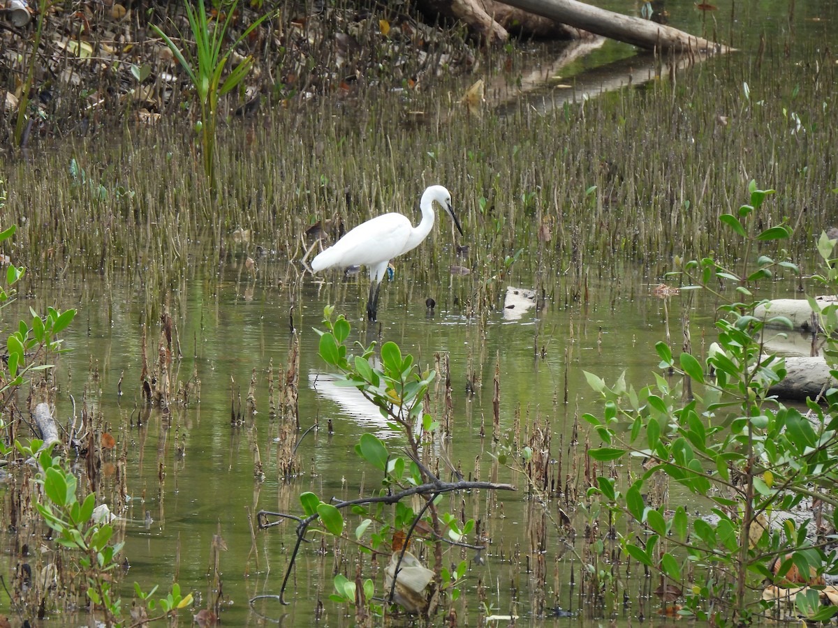 Little Egret - ML646390043