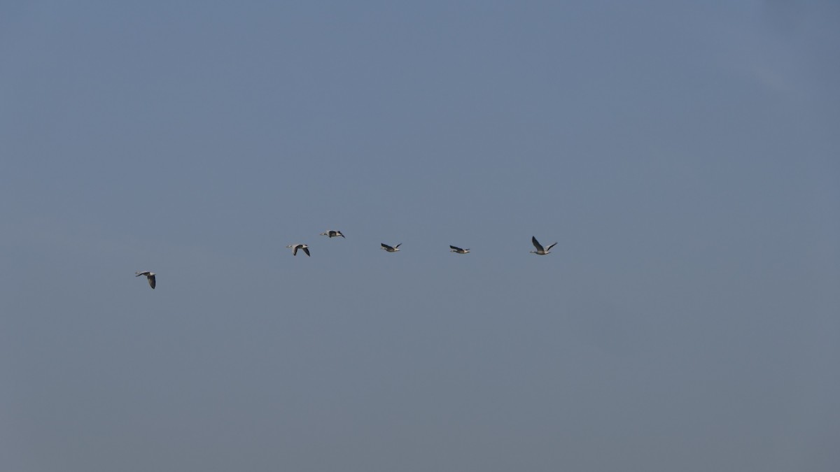 Antzara indiarra - ML646390046