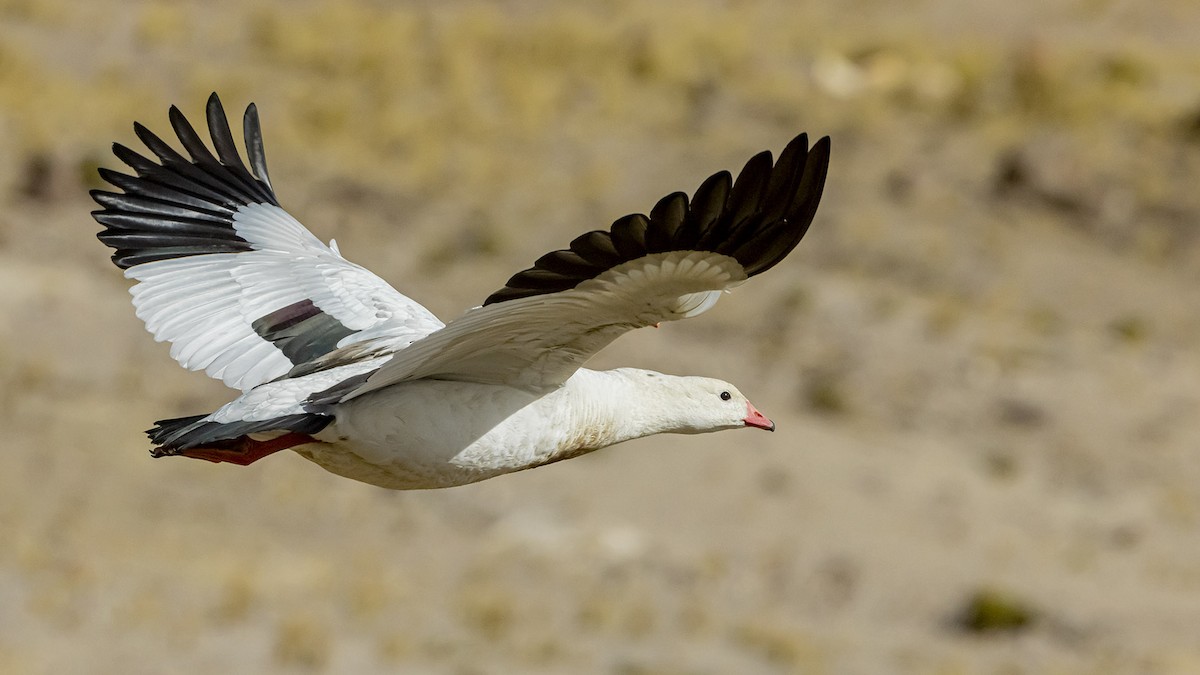 Andean Goose - ML646390050