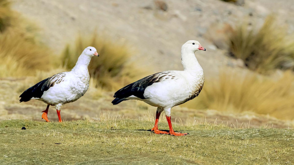 Andean Goose - ML646390051