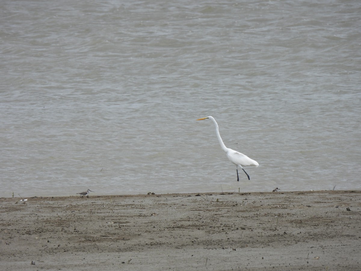 Great Egret - ML646390052