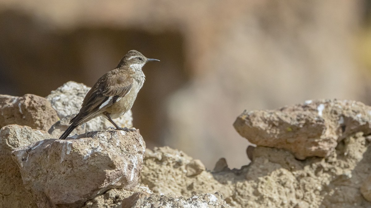 Cream-winged Cinclodes - ML646390053